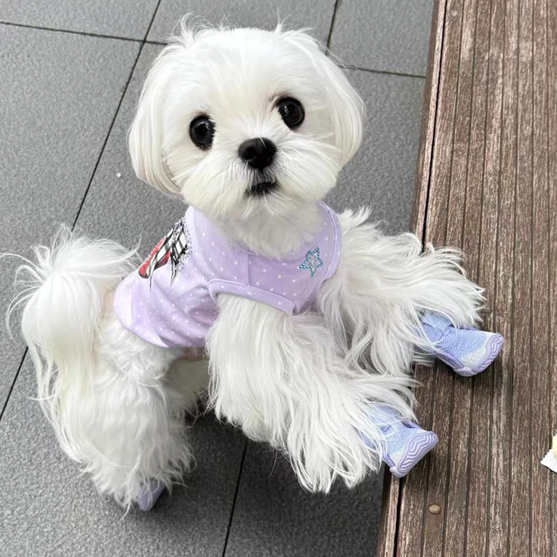 犬のお散歩グッズをコスパ良く揃える方法｜通気性メッシュシューズの選び方とサイズのコツ