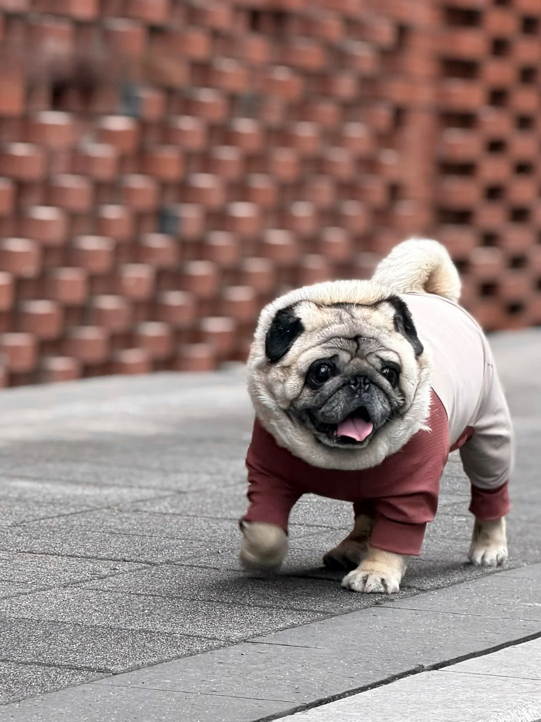 犬の夏用服：PEBOT冷感デザインウェアの通気性と抗菌性能を徹底解説