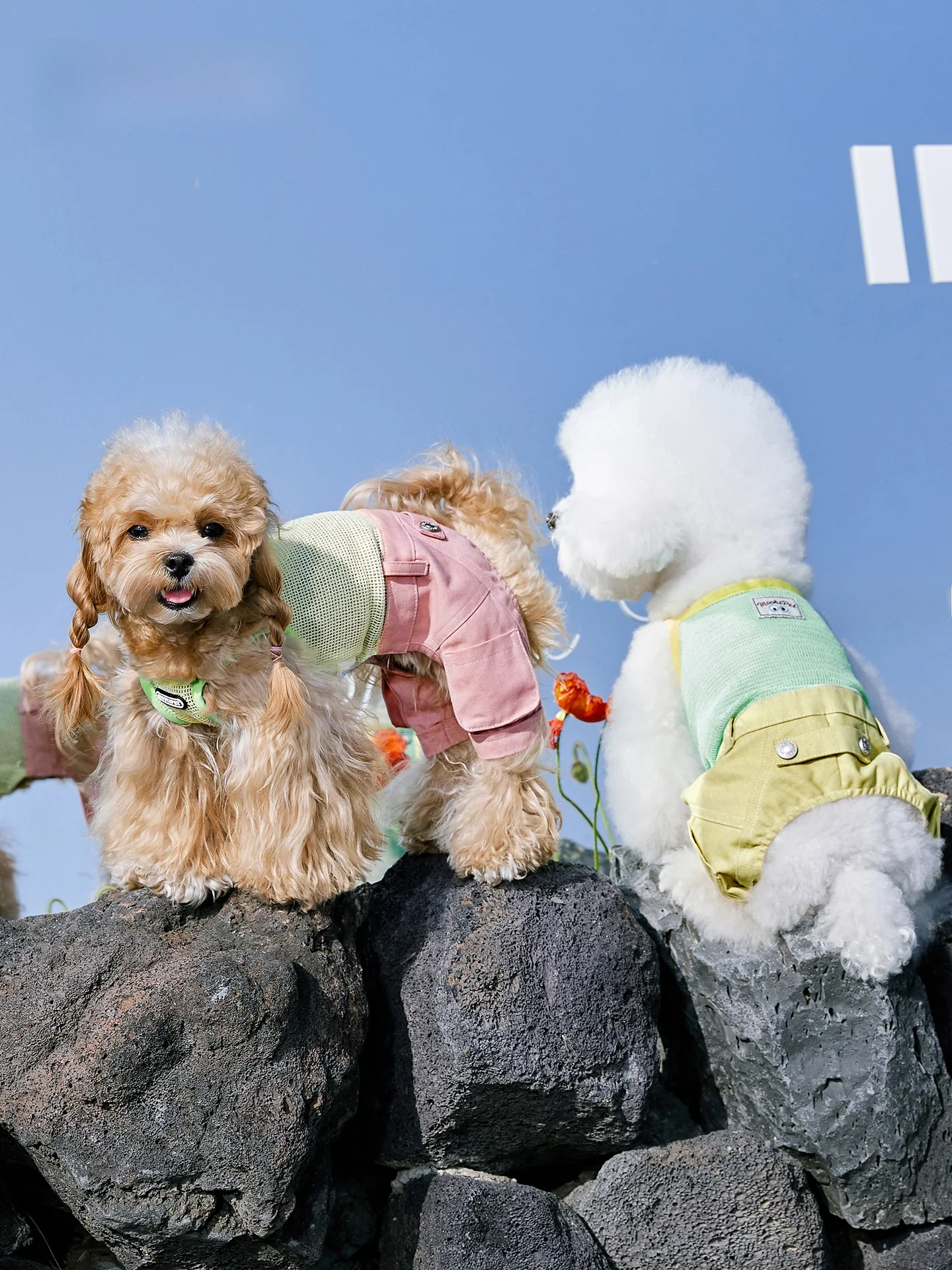 犬を飼う初心者が迷う「夏の服」はどう選ぶ？