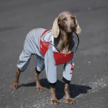 大型犬用 防水犬用レインコート【ラブラドール・ゴールデン・ボーダーコリー対応・四足タイプ】