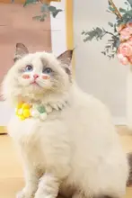 手編みの猫用カラー【ペット装飾・毛糸製・かわいいデザイン】