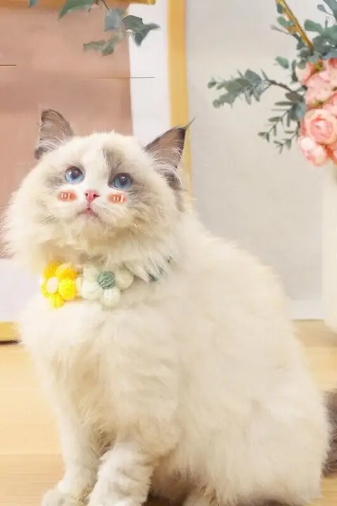 手編みの猫用カラー【ペット装飾・毛糸製・かわいいデザイン】