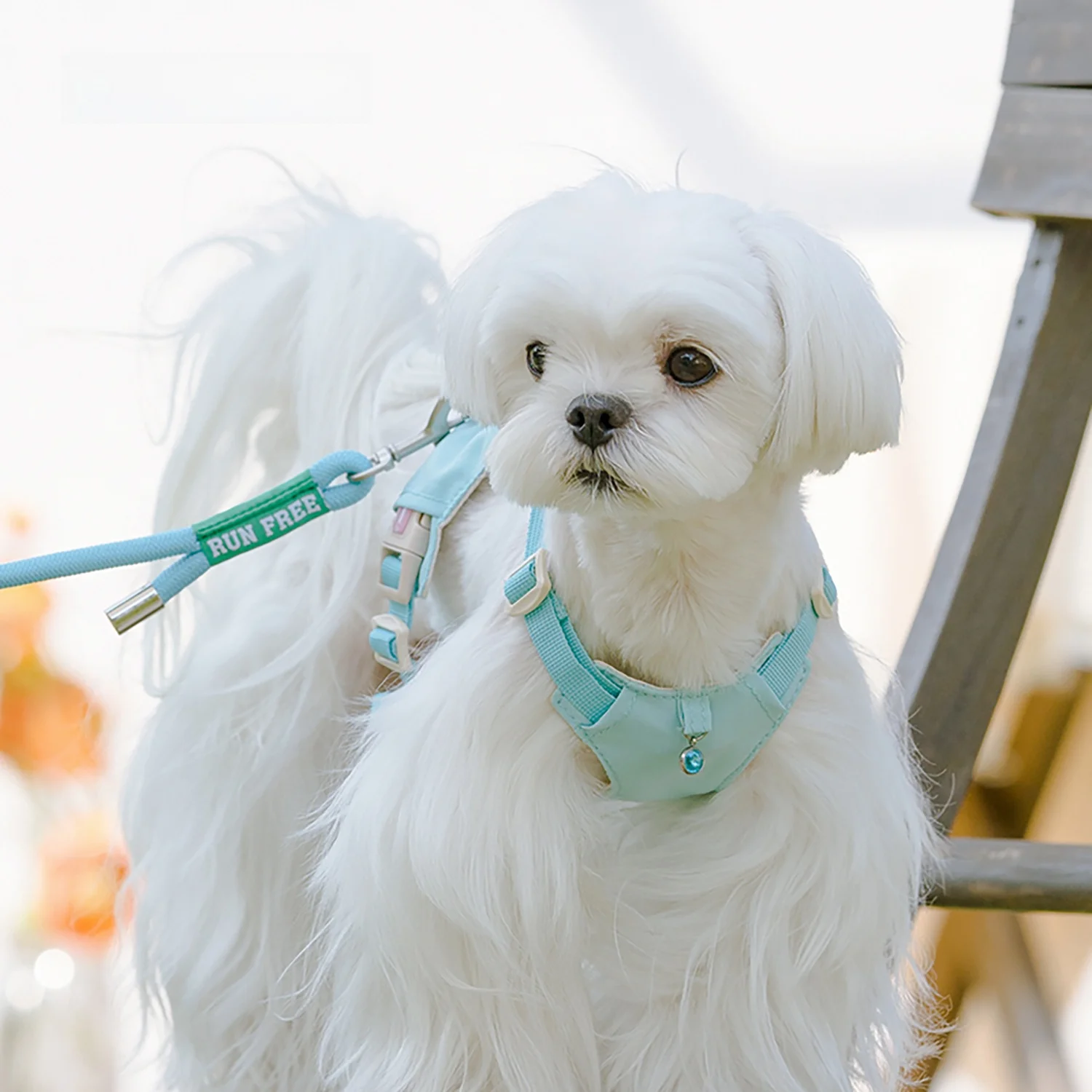 犬のお散歩グッズをコスパ良く揃える方法｜ハーネス型リードの選び方と実際の使い方