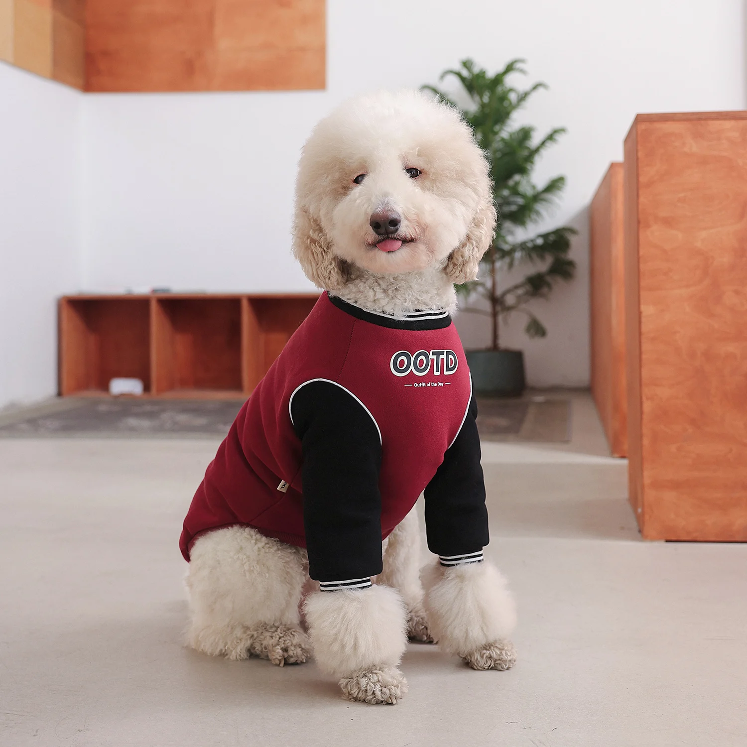 大型犬の服をどう選ぶ？冬の寒さに負けない、リアルな使い勝手を体感した1つの答え