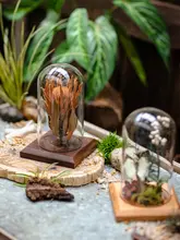 透明ガラスドームのミニチュア景観飾り【永生花・植物標本・飾り台】