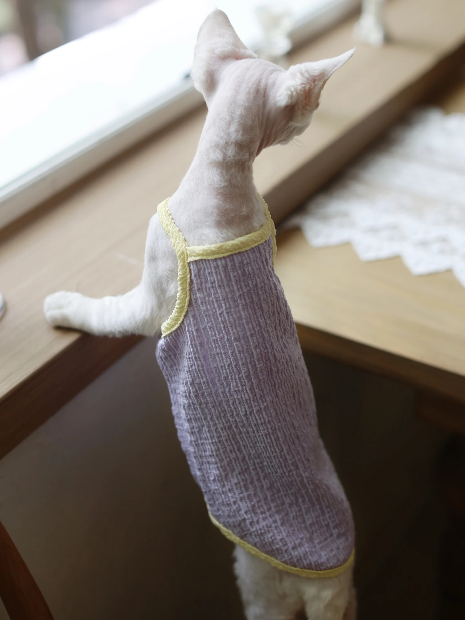 一人暮らし向け無毛猫用ウェア：マカロンカラーのキャミソールで快適な日常を実現