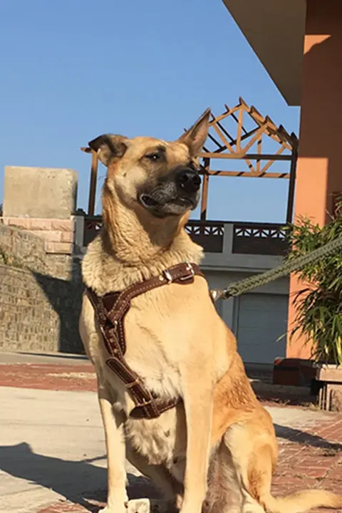 大型犬用本革製ハーネス【調整可能・伸縮式・ダルメシアン・シェパード対応】