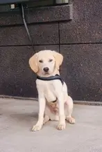 ペット用首輪付きリード【ハスキー・ゴールデン・大型犬対応】（セットアップ対応）