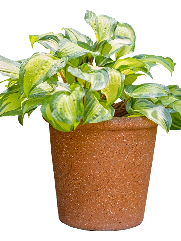 庭のガーデニングに必要なプランターは、多肉植物にぴったり？グリーン樹脂のマットクリエイティブが解決する3つの悩み