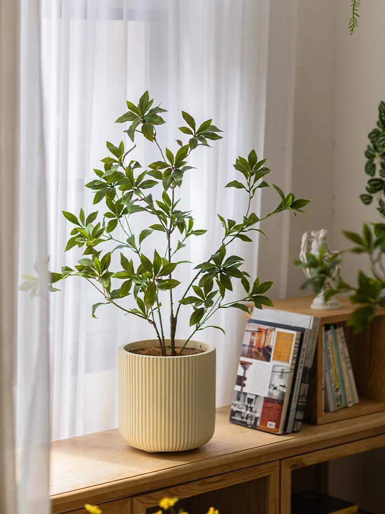 リビングに観葉植物を置くなら、どうやって「おしゃれ」に仕上げるの？