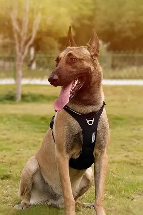 犬用ハーネス付きリード【小型犬から大型犬対応】