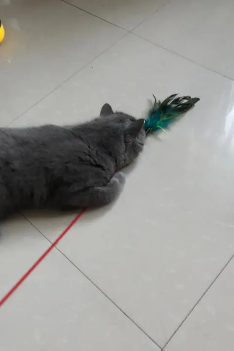 猫用カラフルフェザー付きおもちゃ【インタラクティブロングポール・子猫用】