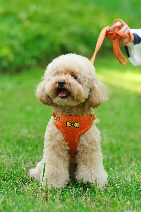 通気性抜群のハーネス式小型犬用リード【テディ・ビション・コーギー対応】
