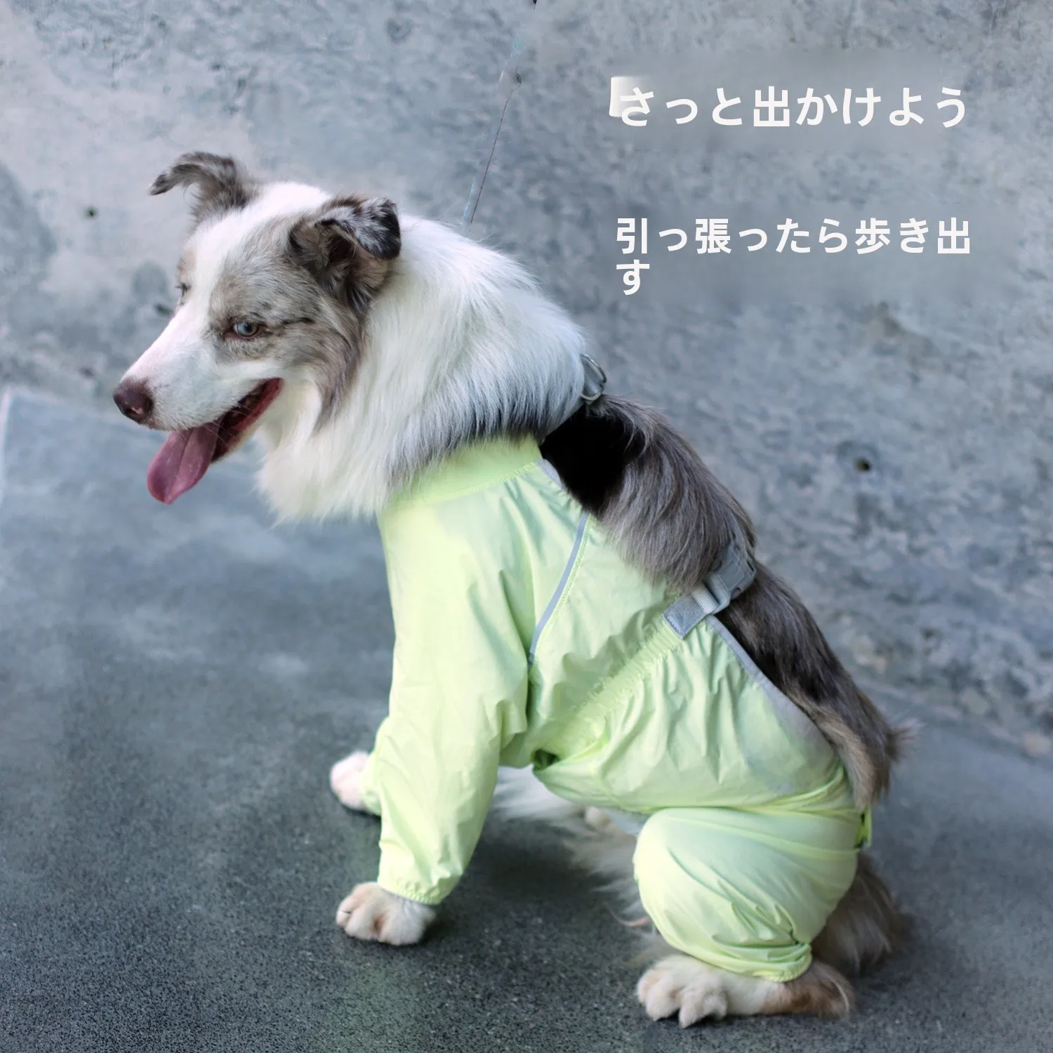 犬のお散歩グッズをコスパ良く揃える方法 - 防水防汚パンツのコストパフォーマンスとサイズ選定