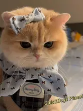 ペット用 フード付きビブ【猫犬用・装飾的な蝶ネクタイ・金色グラデーション】