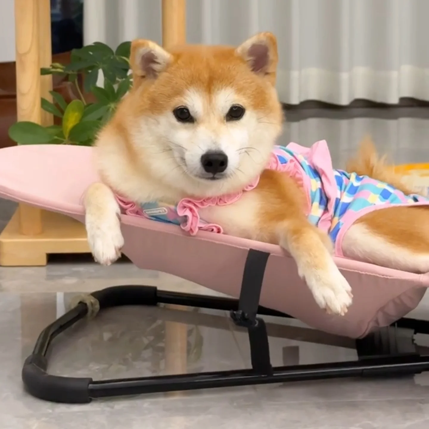 ペット用ロッキングチェア：中小型犬対応の折りたたみ式家具が実用性を提供