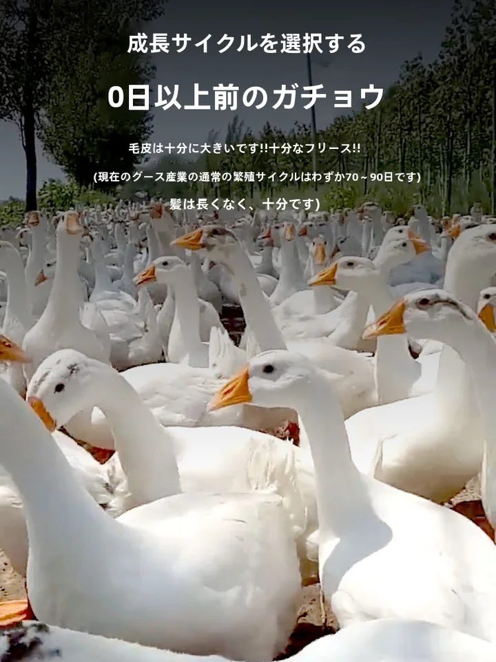 専用柔らかい白鹅绒耳掃除棒【耳かき・プロフェッショナル仕様】
