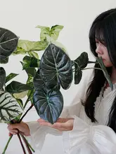 擬似カラーニンフニア植物 インテリア装飾 フラワーアレンジメント 人工花