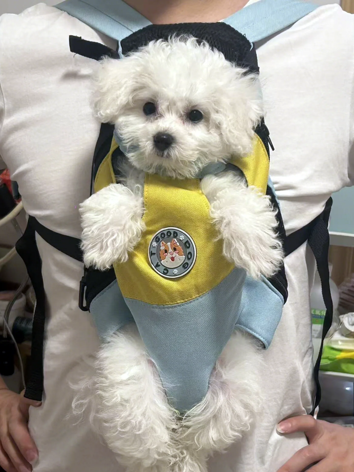 小型犬用リュック型ペットキャリー：背負い式で西高地に最適なフィット感を実現
