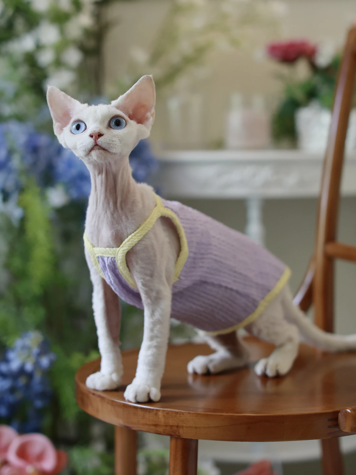 一人暮らし向け無毛猫用ウェア：マカロンカラーのキャミソールで快適な日常を実現