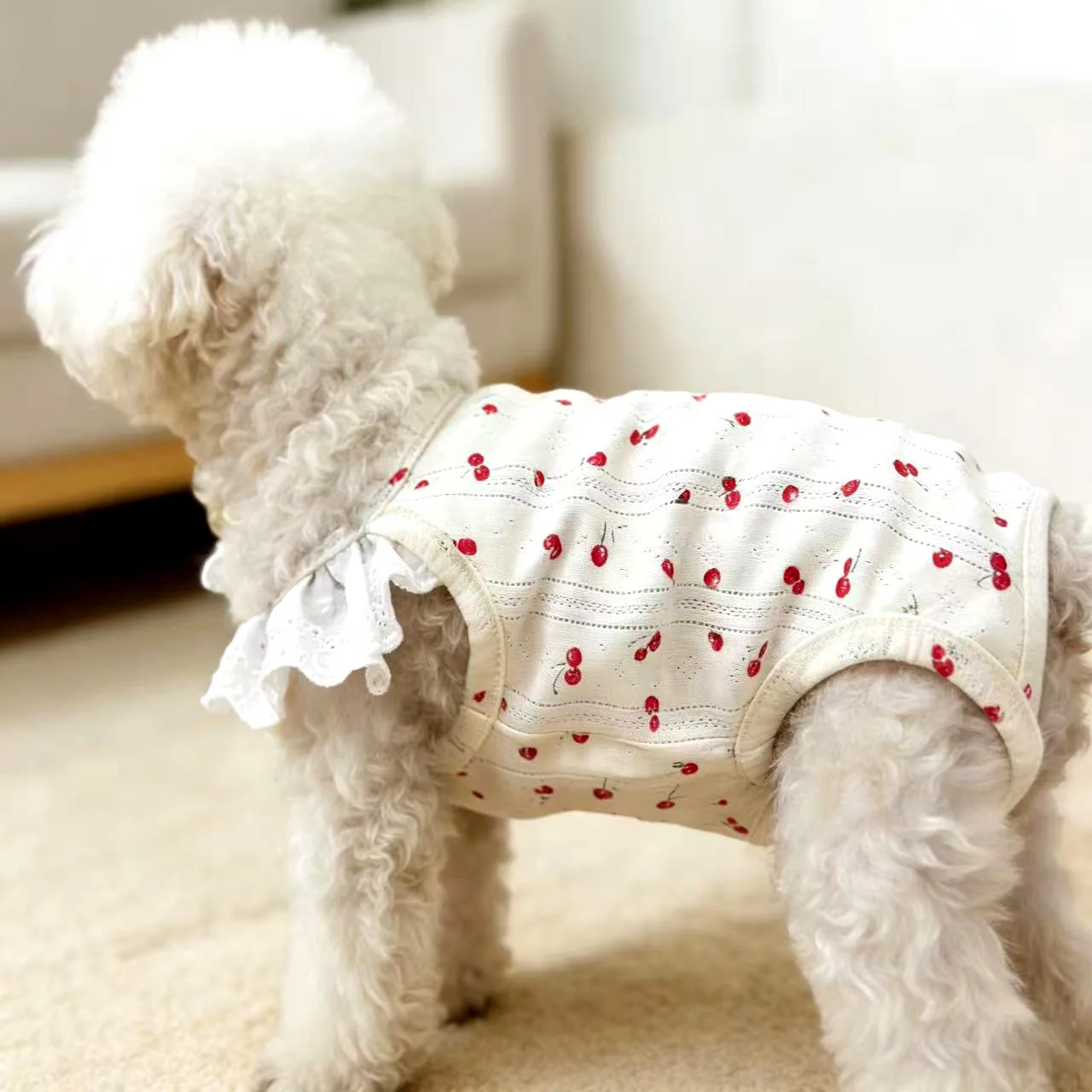 チワワにぴったりの春用犬服は、どう選ぶ？