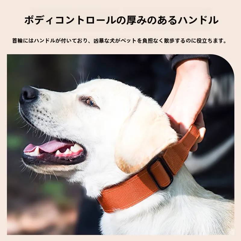 犬のお散歩グッズをコスパ良く揃える方法 - 中型・大型犬用首輪とリード付きの選定基準