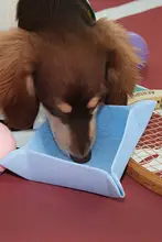 ペットボウル 折りたたみ 携帯用 シリコン マグネット式 猫 ドッグ 餌入れ 水飲み 「fluff pod」