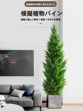 大型リアル植物 室内装飾に適した ポットスタイル