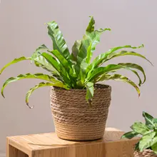 鉢カバー 編み込み ラタン調 観葉植物 インテリア おしゃれ 目隠し