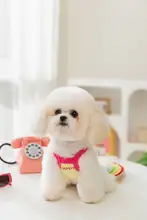 犬用夏用ウィッフルベスト【薄手・小型犬用・テディ・シュナウザー・ヨークシャーテリア対応】
