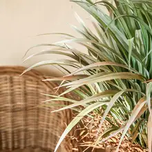 大型植物 装飾 グリーン 植木 背景リアル