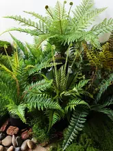 リアルなシダ 盆栽 緑の植物 熱帯雨林のシーン 植物 コーナー装飾