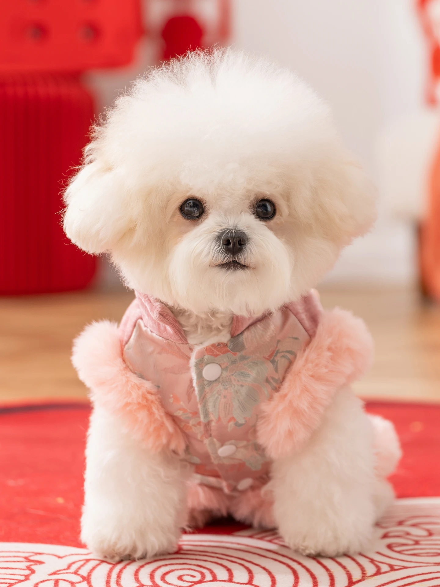 hipidog 新年祝い服：冬用ビションフリーゼテディベアデザインの実用  性と適用シーン