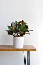 リアルなグリーンのデスク装飾用広葉樹の枝葉植物【インテリア・オフィス用】