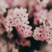 おかゆ 30秒で暮らしが変わる裏ワザ