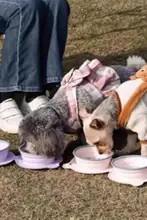 折りたたみ式ペット用水筒【犬猫用・外出便利・水と餌の容器】