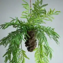 吊り下げ用のシダ植物 多肉植物 店舗のウィンドウ 壁面装飾 フェイクグリーン 創造的