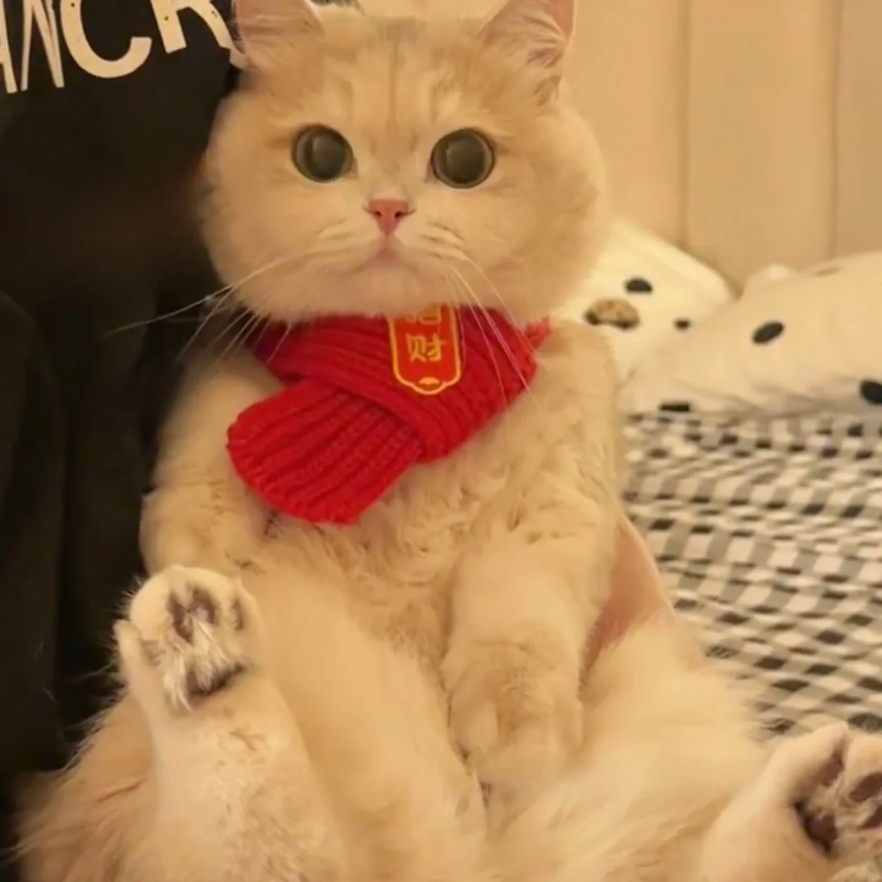 猫飼いが買ってよかったもの・悪かったもの正直に言う | ペット用新年スカーフの保温性とサイズ対応