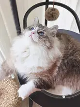 キャットタワー ペット キャットベッド 天然木 人気 デザイン感