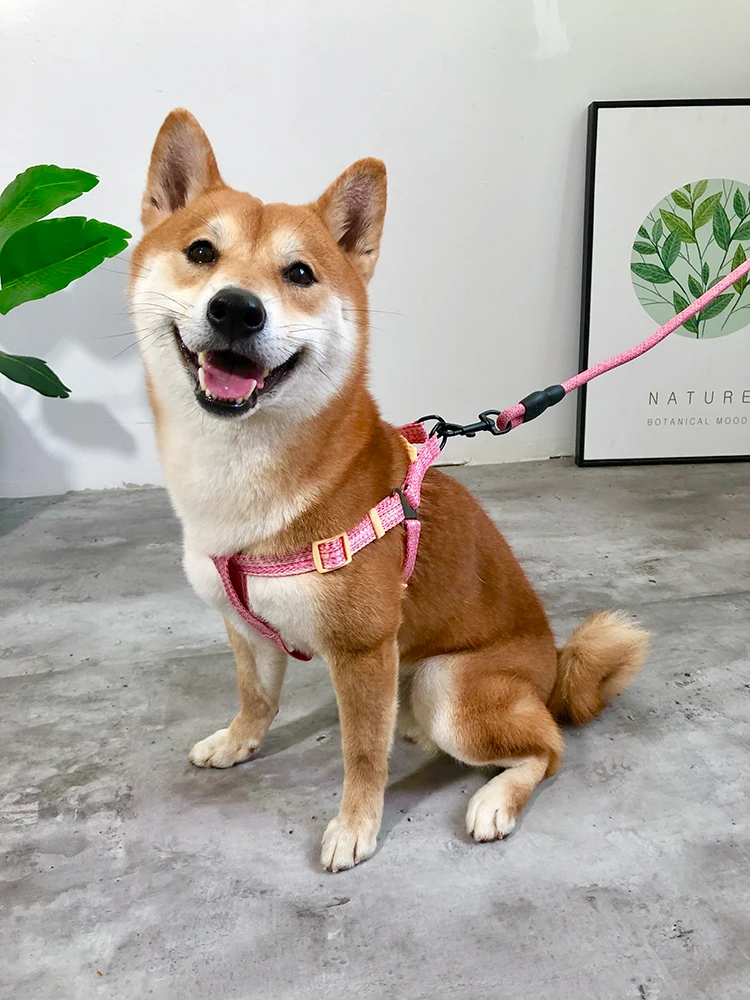 小型犬用工字型ハーネス：防爆・引き抜き防止設計で柴犬・シュナウザーにも対応