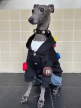立体デザインの極上の柔らかさペットウェア【小型犬・猫用・可愛いスタイル】