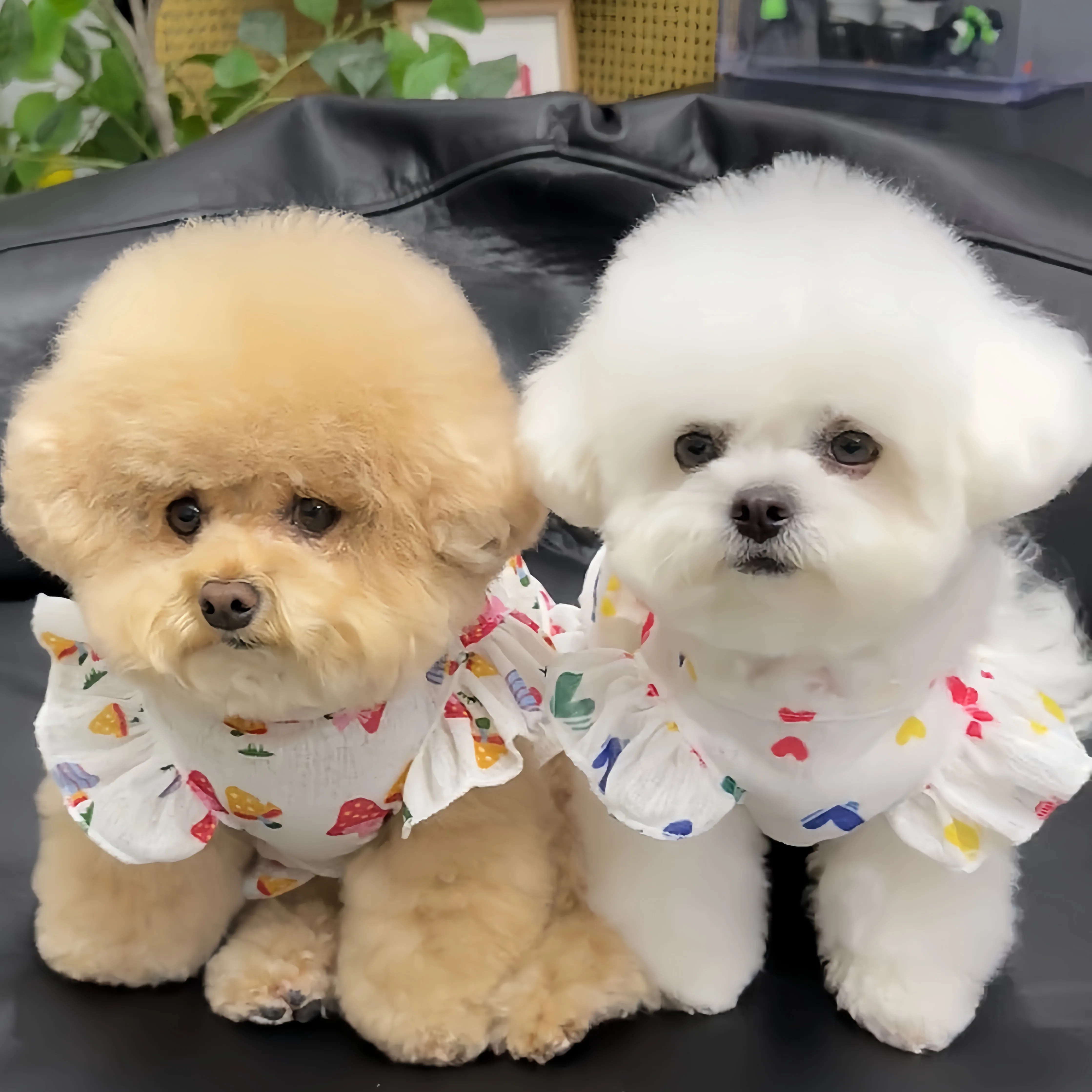 犬を飼う初心者にぴったりの夏のスタイルは？小型犬用ドッグウェアの選び方