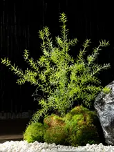 フェイクフラワー 草 生态的な壁面装飾 緑の植物 プラスチック素材 高級感あふれる