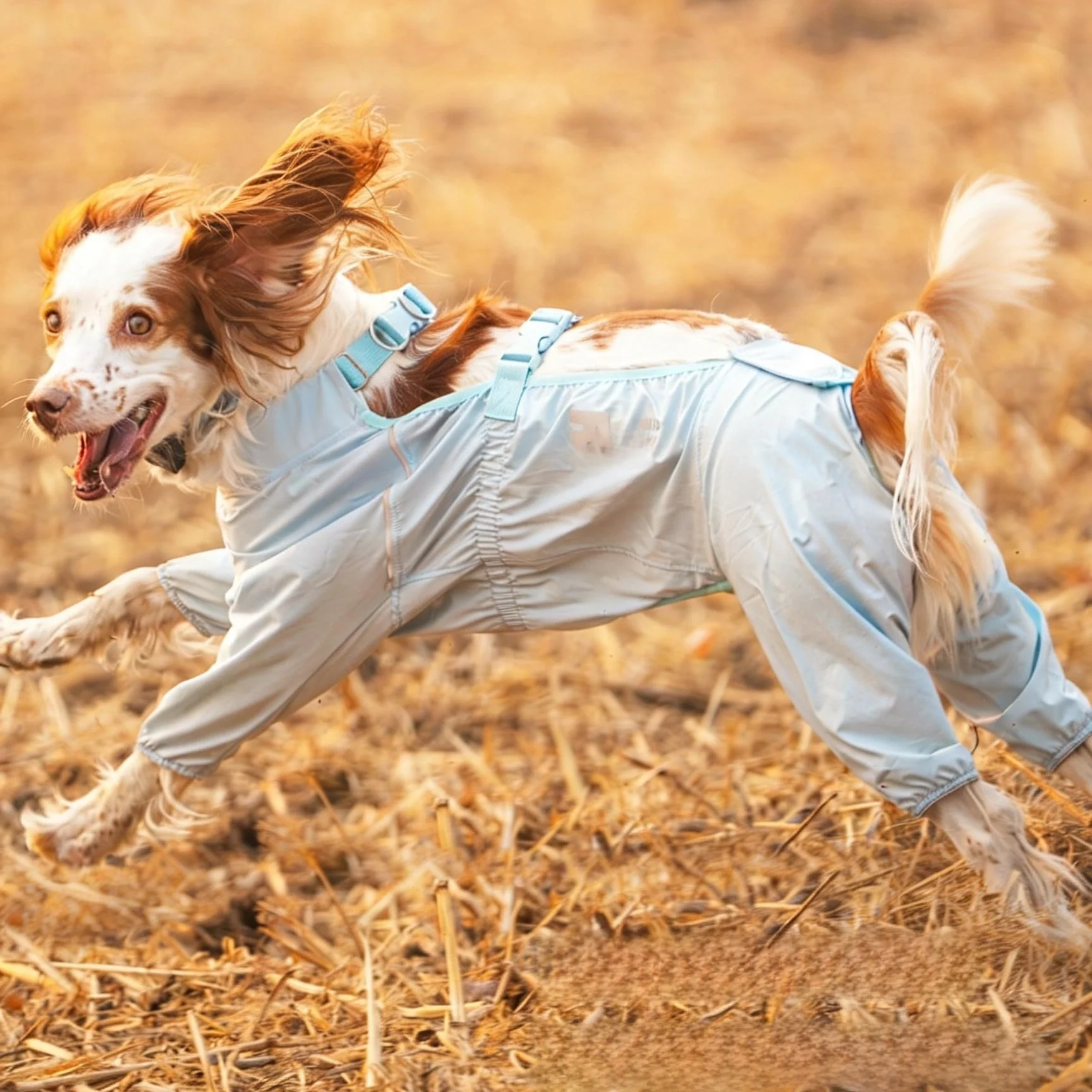 犬のお散歩グッズをコスパ良く揃える方法 - 防水防汚パンツのコストパフォーマンスとサイズ選定