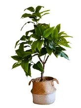 大型フェイクグリーン 植木 月桂樹【インテリア装飾・室内用・リアルなデザイン】