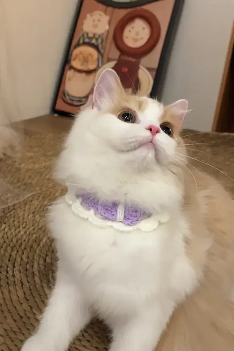 可愛い猫用手編みカラー【インスタ風・小型犬・猫・ウサギ対応】
