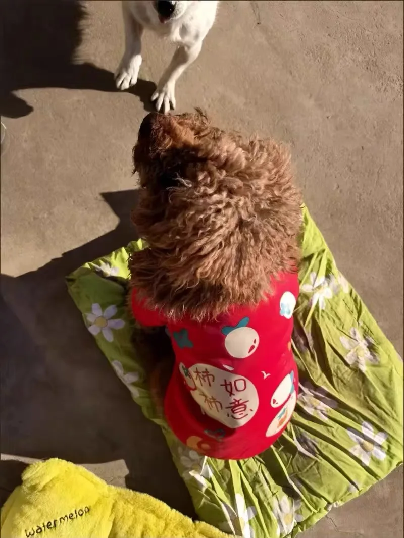 犬のクリスマスプレゼントにどんな服がおすすめ？人気の「お正月服」が実は冬の季節に最適な理由