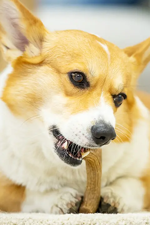 犬用おもちゃ 歯磨き棒 ホイッスルリング 耐噛みボール 大小型犬用