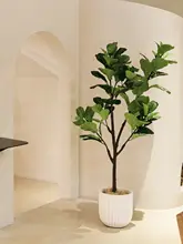 インテリアにも最適な大きな観葉植物【フィ・北欧風・室内装飾用】