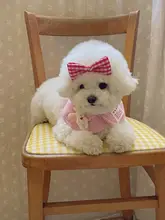 可愛いチェック柄のウサギフード付きペット用ケープ【猫・犬用・飾り付き】